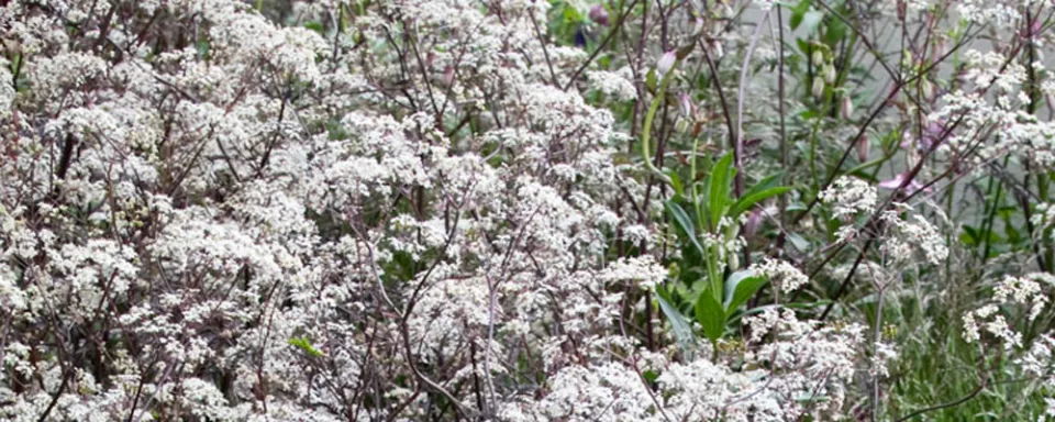 Afbeelding Anthriscus sylvestris ‘Ravenswing’