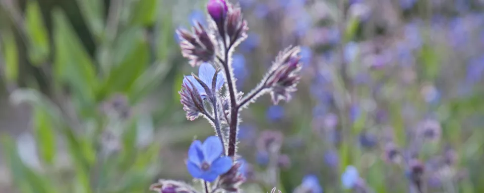 Afbeelding Anchusa azurea ‘Loddon Royalist’