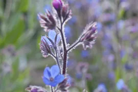 Anchusa azurea ‘Loddon Royalist’