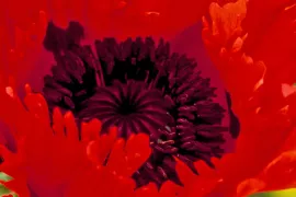 Papaver orientale ‘Türkenlouis’