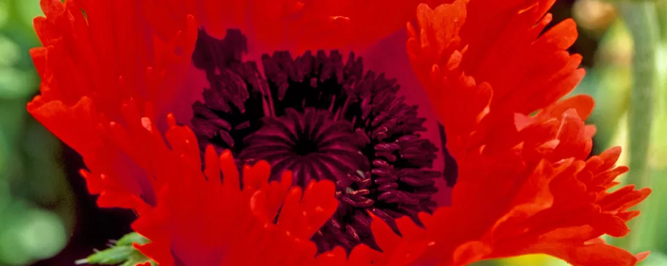 Afbeelding Papaver orientale ‘Türkenlouis’