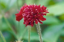 Knautia macedonica groep