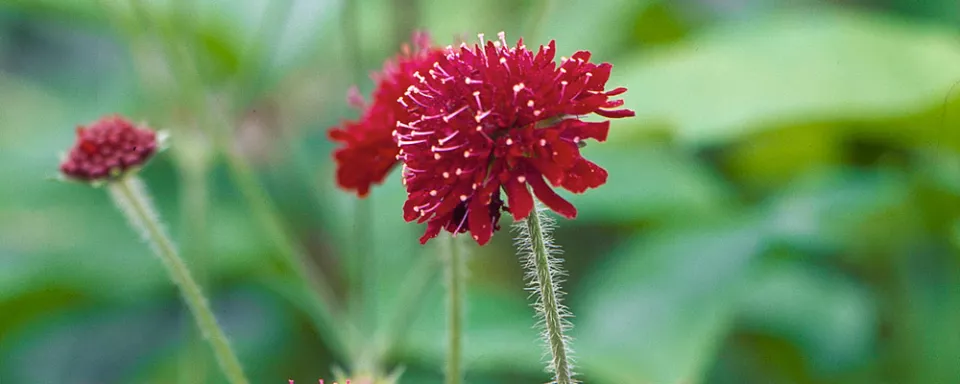 Afbeelding Knautia macedonica groep