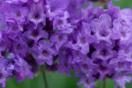 Lavandula angustifolia ‘Lavenite Petite’