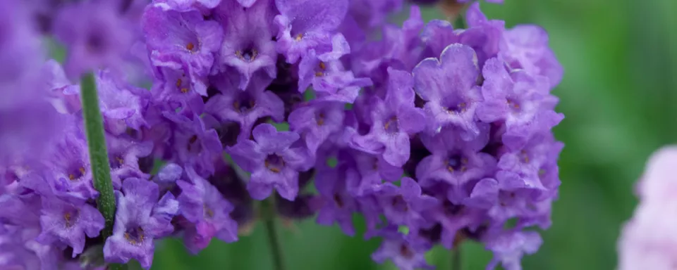 Afbeelding Lavandula angustifolia ‘Lavenite Petite’
