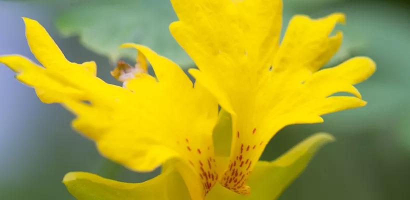 Tropaeolum peregrinum