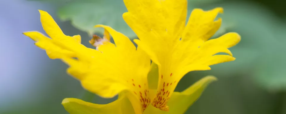 Afbeelding Tropaeolum peregrinum