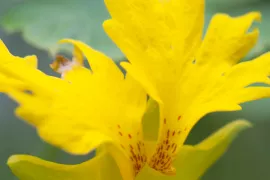 Tropaeolum peregrinum