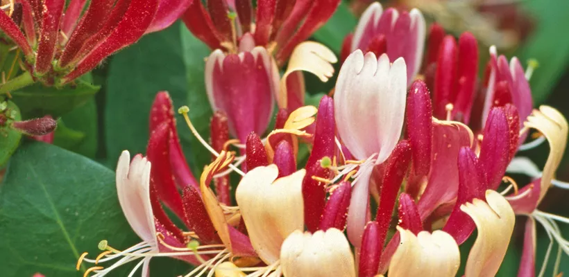 Lonicera periclymenum ‘Belgica Select’
