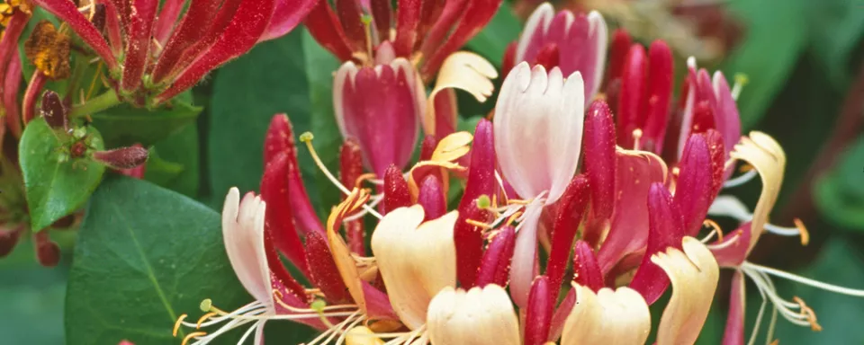 Afbeelding Lonicera periclymenum ‘Belgica Select’