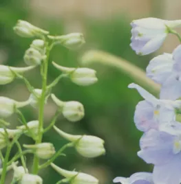 Delphinium ‘Ballkleid’ Belladonna-groep
