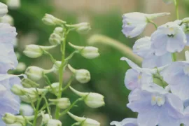 Delphinium ‘Ballkleid’ Belladonna-groep