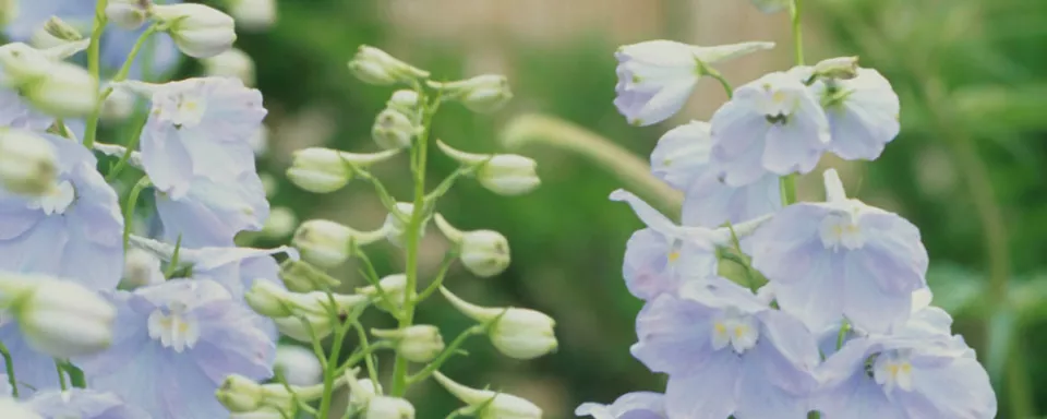Afbeelding Delphinium ‘Ballkleid’ Belladonna-groep
