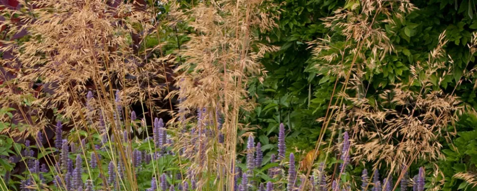 Afbeelding Stipa gigantea