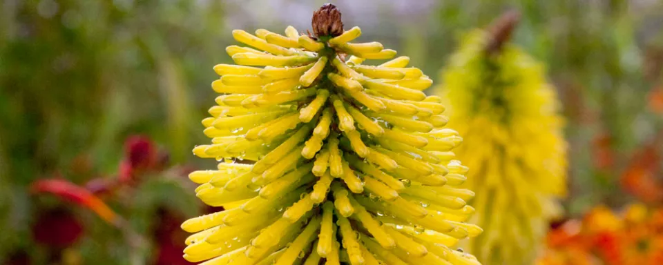 Afbeelding Kniphofia ‘Gelbe Flamme’ (‘Yellow Flame’)