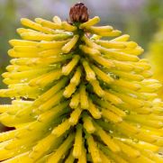 Kniphofia ‘Gelbe Flamme’ (‘Yellow Flame’)