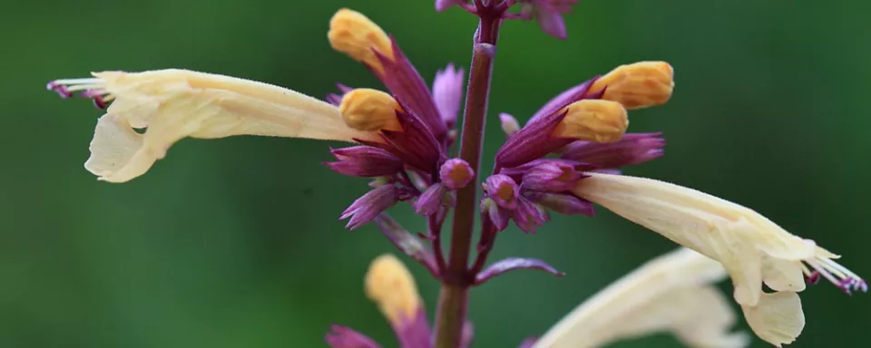 Afbeelding Agastache ‘Summer Glow’