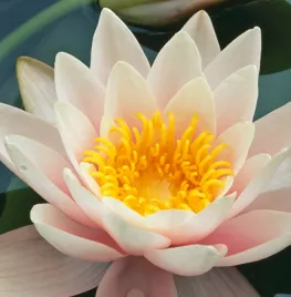 Nymphaea ‘Marliacea Rosea’