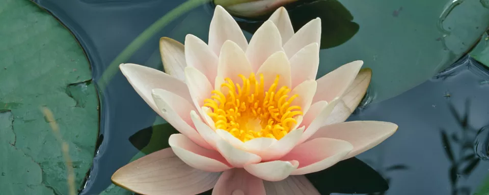 Afbeelding Nymphaea ‘Marliacea Rosea’