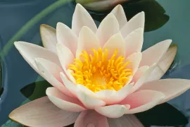 Nymphaea ‘Marliacea Rosea’