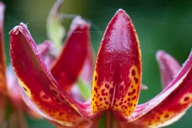 Lilium martagon ‘Claude Shride’