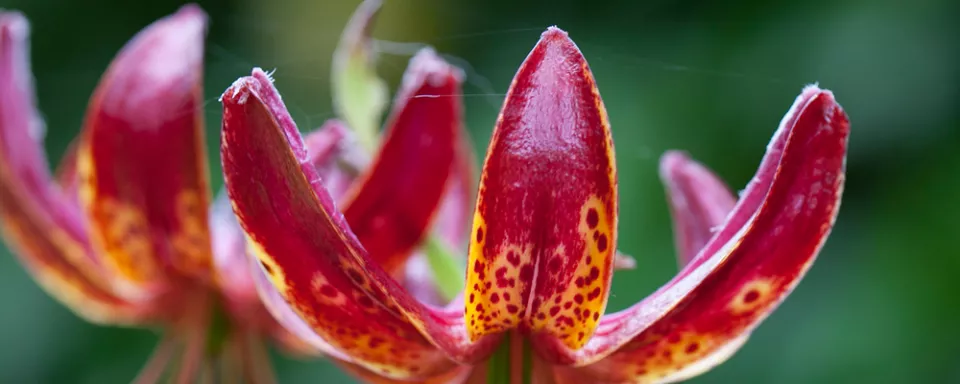 Afbeelding Lilium martagon ‘Claude Shride’