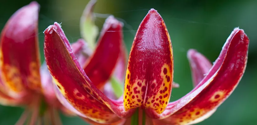 Lilium martagon ‘Claude Shride’