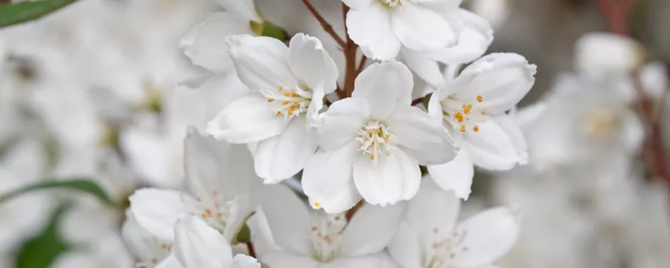 Afbeelding Deutzia x rosea ‘Campanulata’
