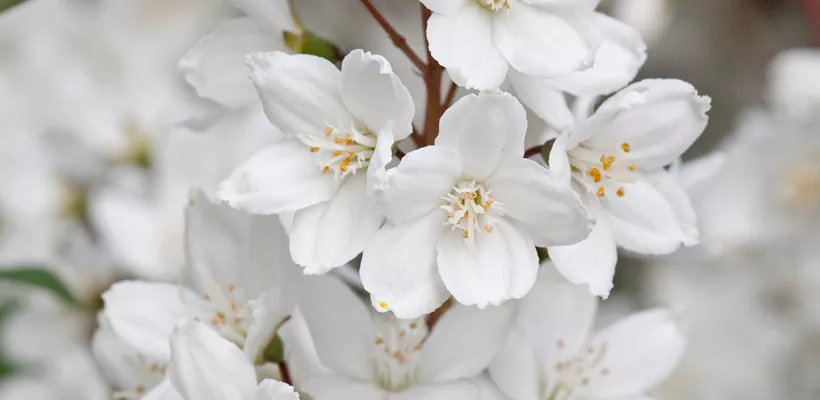 Deutzia x rosea ‘Campanulata’