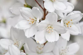 Deutzia x rosea ‘Campanulata’