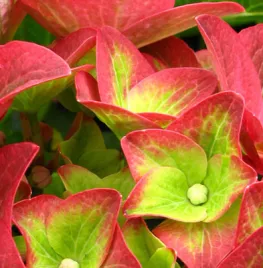 Hydrangea macrophylla ‘Green Shadow’