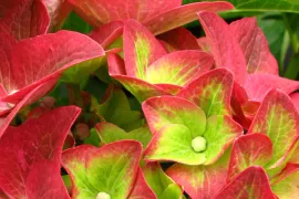 Hydrangea macrophylla ‘Green Shadow’