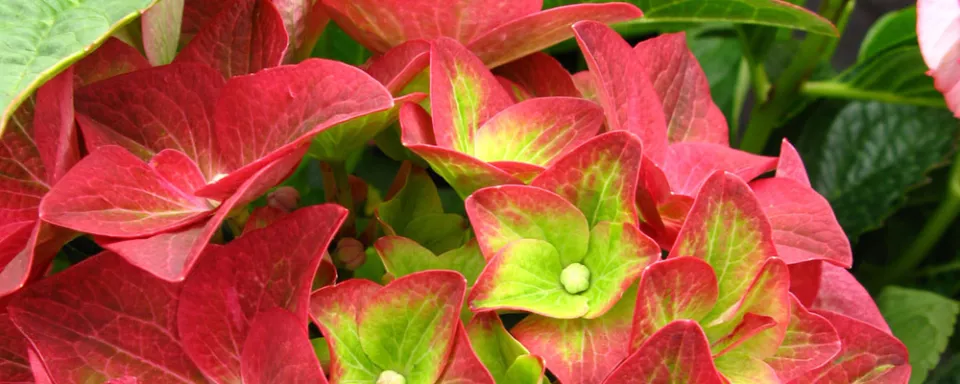 Afbeelding Hydrangea macrophylla ‘Green Shadow’