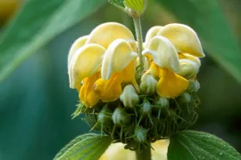 Phlomis russeliana