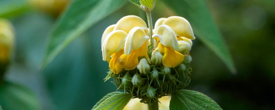 Afbeelding Phlomis russeliana