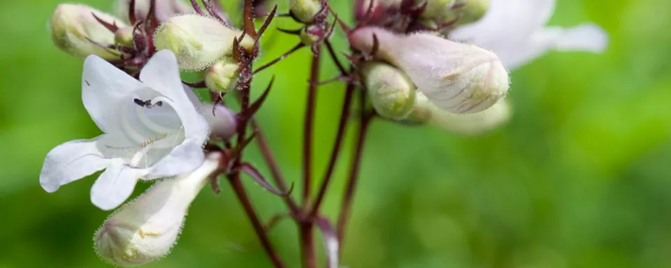 Afbeelding Penstemon digitalis
