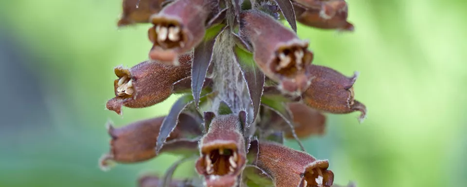 Afbeelding Digitalis parviflora