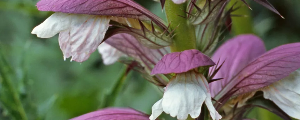 Afbeelding Acanthus hungaricus
