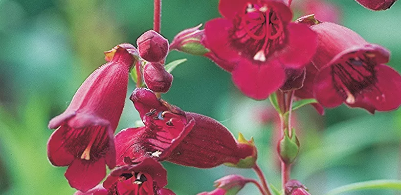 Penstemon ‘Rich Ruby’