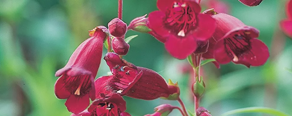 Afbeelding Penstemon ‘Rich Ruby’