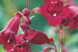Penstemon ‘Rich Ruby’