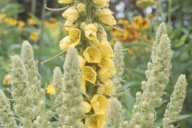 Verbascum bombyciferum