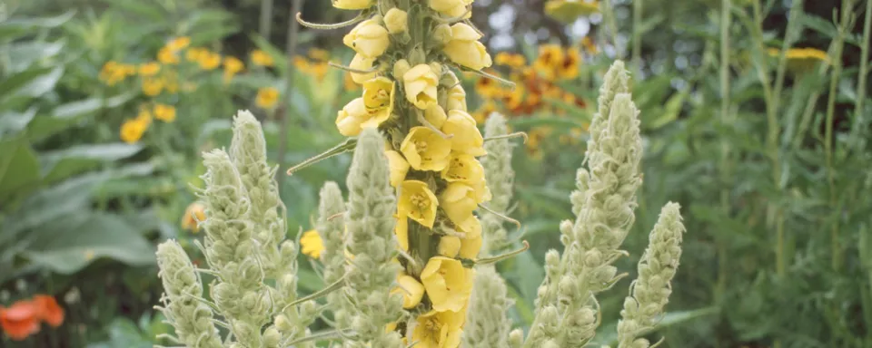 Afbeelding Verbascum bombyciferum