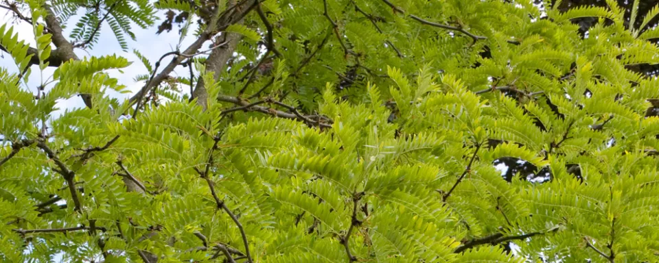 Afbeelding Gleditsia triacanthos