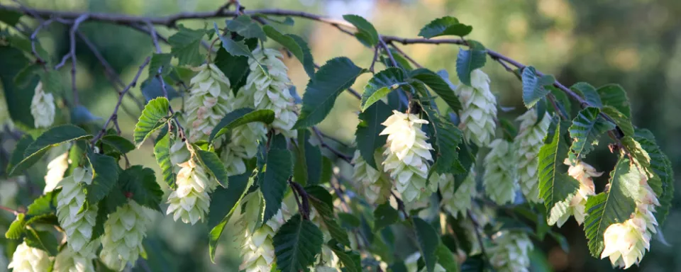 Afbeelding Ostrya carpinifolia