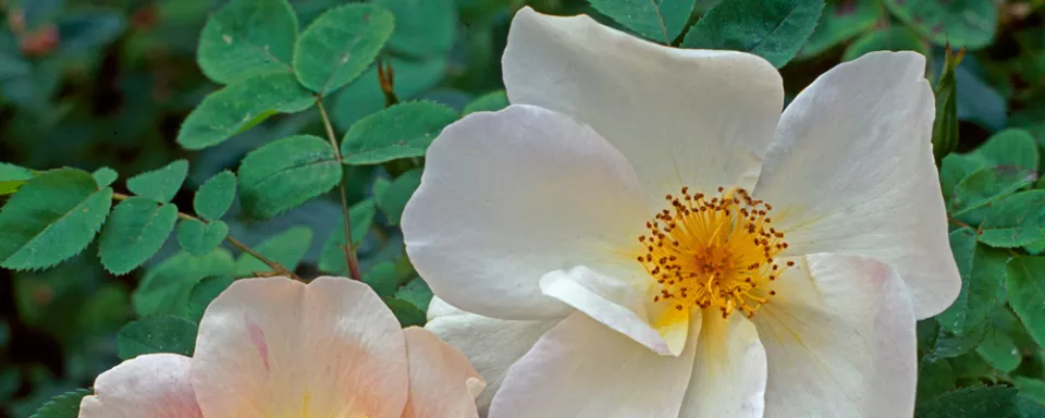 Afbeelding Rosa moyesii ‘Nevada’