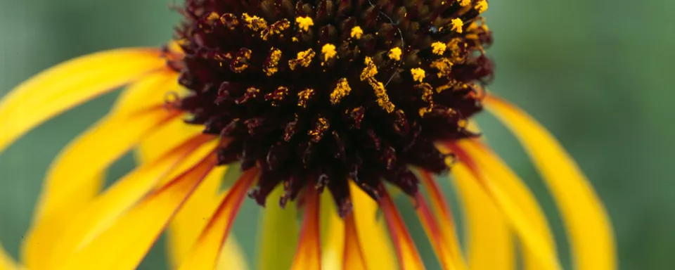 Afbeelding Echinacea paradoxa