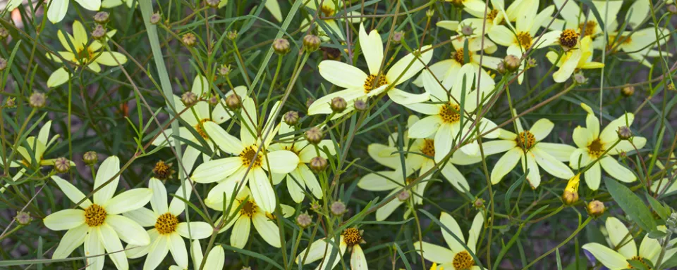 Afbeelding Coreopsis verticillata ‘Moonbeam’