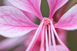 Gaura lindheimeri ‘Siskiyou Pink’