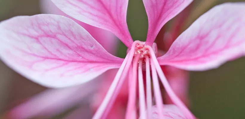 Gaura lindheimeri ‘Siskiyou Pink’